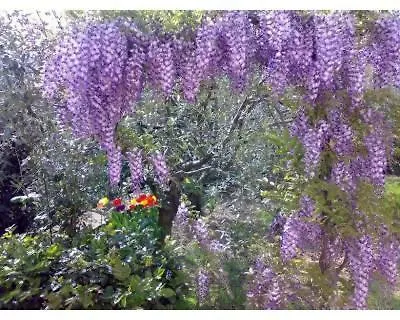 Tre Cipressi Pontassieve