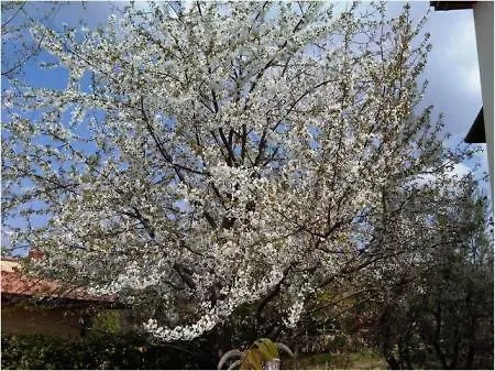 Tre Cipressi *